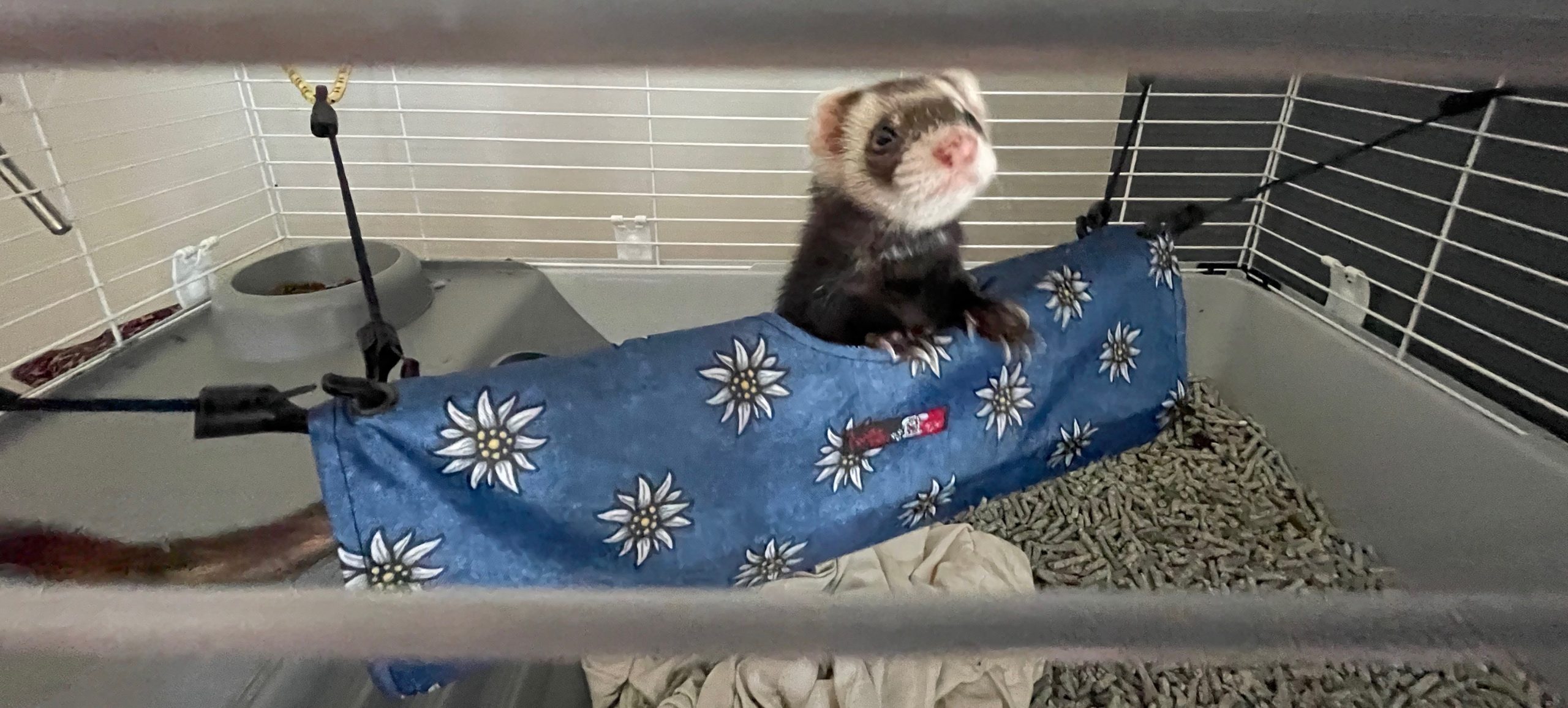 furet-tunel-scaled.jpg